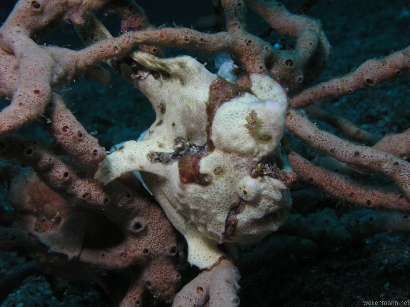 Giant Frogfish